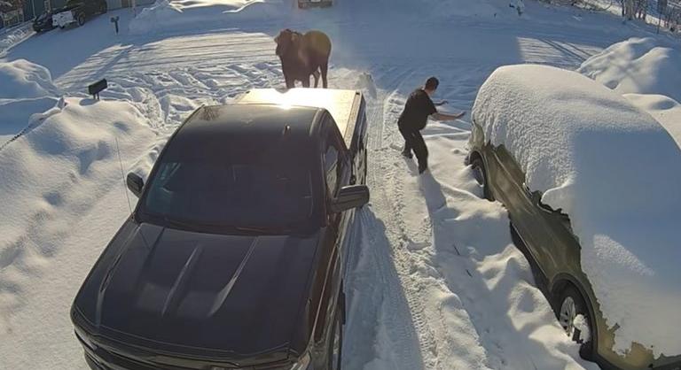 Egy bátor tacskó mentett meg egy férfit egy dühös jávorszarvastól Alaszkában