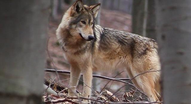 Farkast lőttek ki a Tátrai Nemzeti Parkban