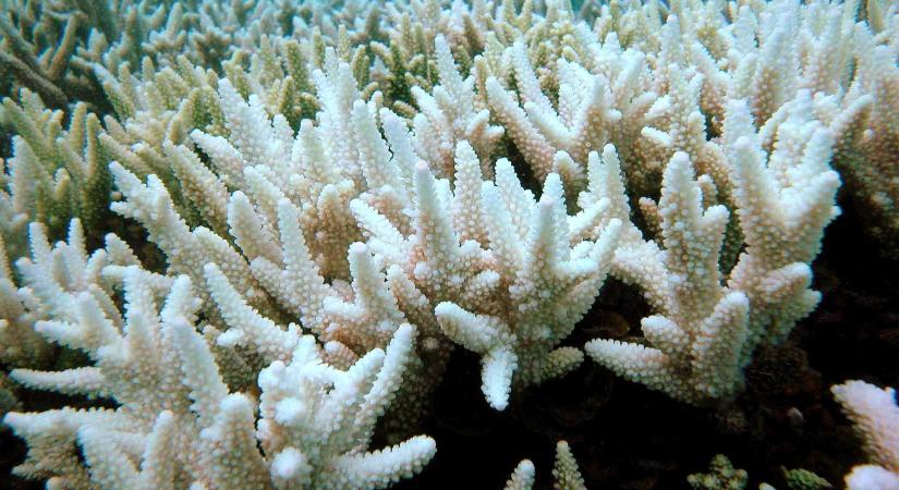 Épp zajlik a hatodik tömeges fehéredési esemény a Nagy-korallzátonyon
