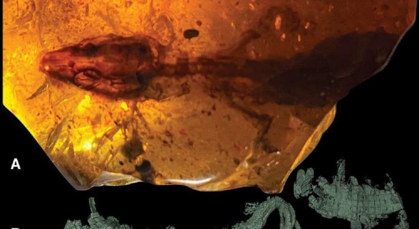 Borostyánban konzerválódott egy 110 millió éves gyík