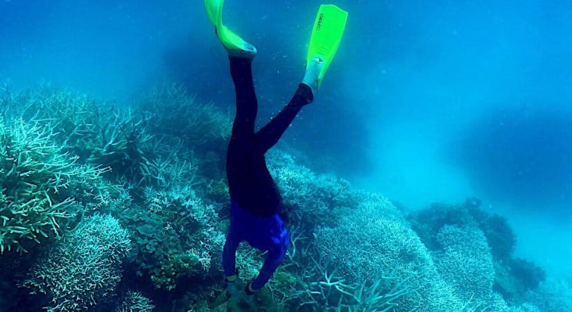 Már a hatodik tömeges korallfehéredés zajlik az ausztráliai Nagy-korallzátonyon