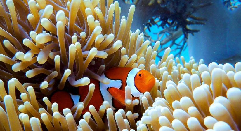 Újabb tömeges kifehéredés sújtja a Nagy-korallzátonyt