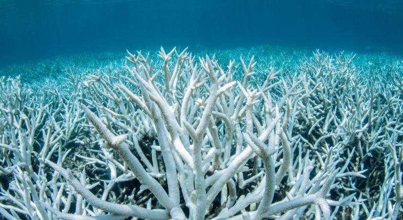 Újabb korallfehéredés az ausztráliai Nagy-korallzátonyon