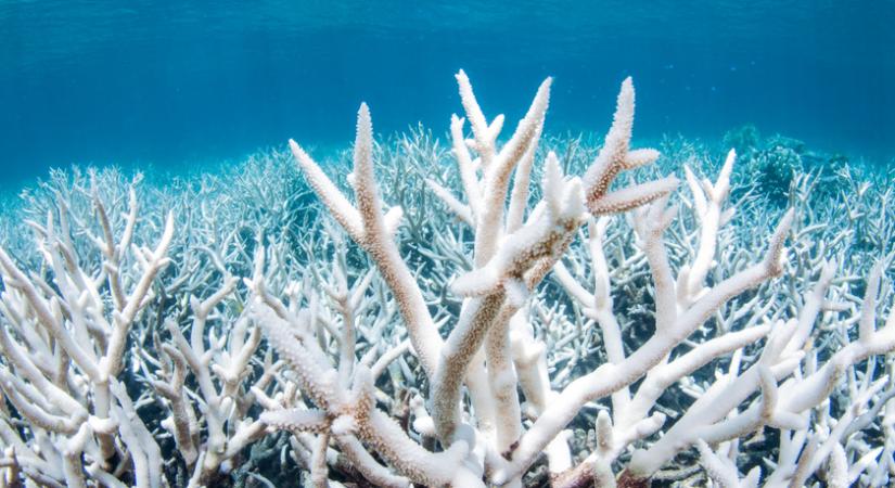 Óriási területen zajlik a fehéredés a Nagy-korallzátonyon: emberi tevékenység tehet róla
