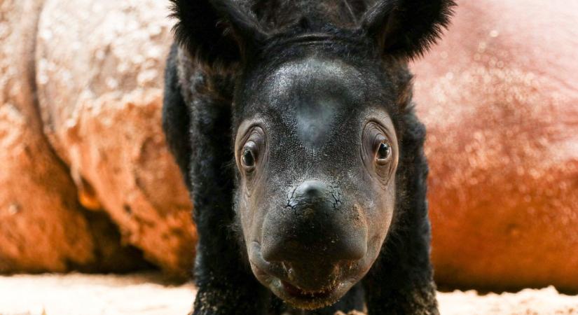Szívderítő hírek: ritka orrszarvúbébi született Indonéziában