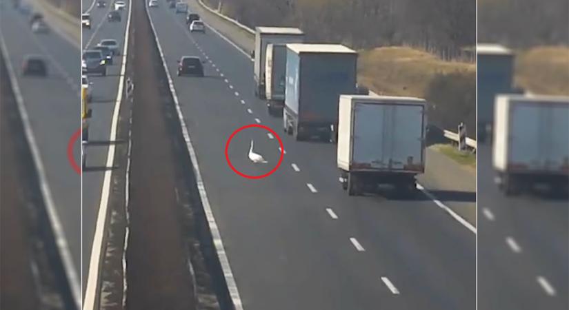 Egy eltévedt hattyú okozott fennakadást az M1-es autópályán (videó)