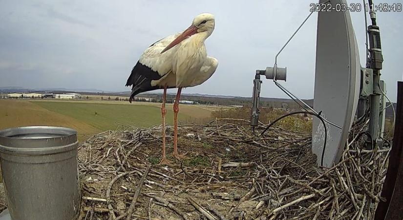 Újraindult a tollas „valóságshow”: megérkezett fészkébe az első szügyi gólya