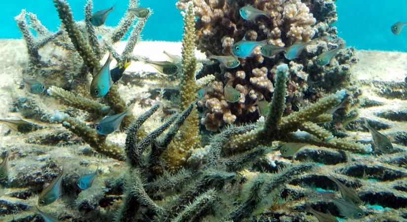 A meleg miatt ismét lecsapott a korallfehéredés a Nagy-korallzátonyra