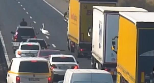 Videó: Hattyú okozott riadalmat az autópályán