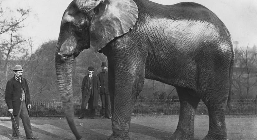 A Dumbo mese aranyos elefántjának tragikus, igaz története: Jumbó ihlette a megható Disney-mesét