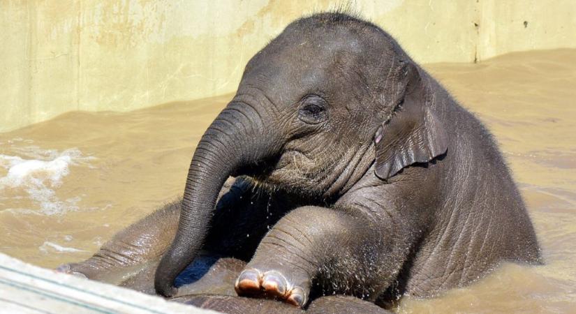 Megzabáljuk: Önfeledten pancsol Samu, az állatkert 11 hónapos elefántja