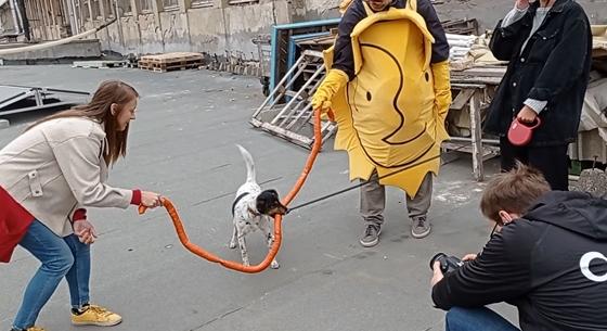 Szalagátrágást tartottak a Kétfarkúak kutyával és napocskával – videó
