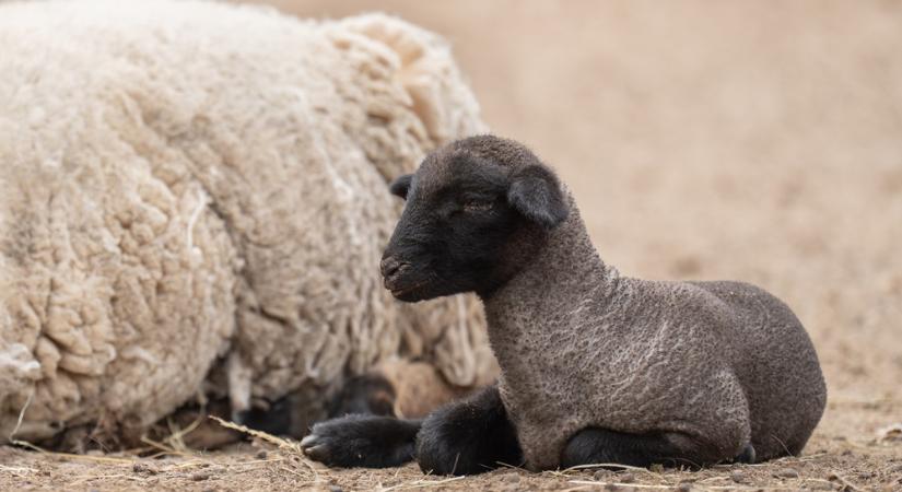 Bájos cigája bárányok születtek a Debreceni Állatkertben!