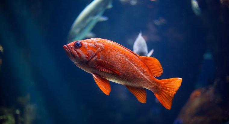 Egy kísérlet bebizonyította, hogy a halaknak is megy az összeadás és a kivonás