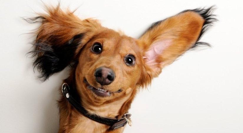A kutya arckifejezései II. – Miről mesélnek a fülek?
