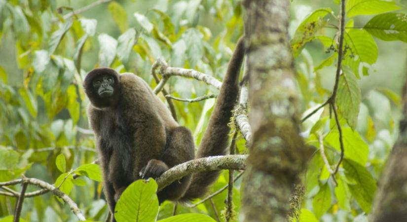 Bíróság védte meg egy majom jogait Ecuadorban