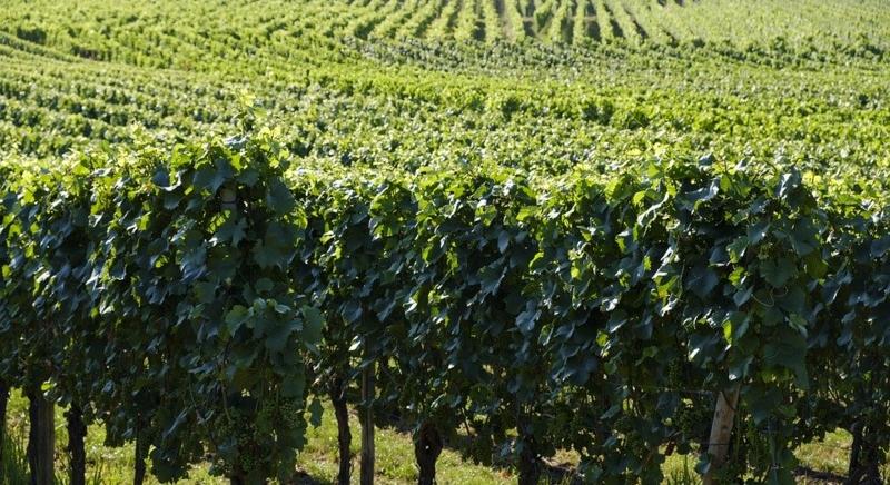 A borrégiók közül a Balatonnál a legdrágábbak a szőlők