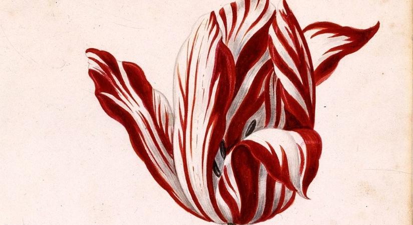 Ez a világ legdrágább tulipánja, amiért házat is lehetett kapni