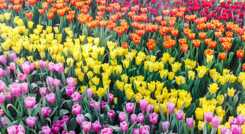 Egy nap alatt vagyonokat veszíthetett, aki tulipánhagymába fektetett: 1637. február 7. a brókerek fekete napja volt