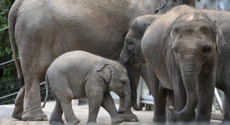 Az elefántok is nehezen dolgozzák fel a gyerekkori traumákat