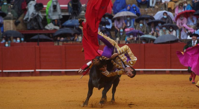 Kegyetlen kínzás vagy művészet? Indul a bikaviadal-szezon Spanyolországban