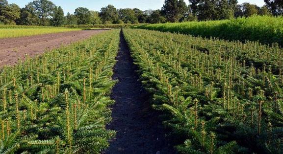 Hektáronként 73 ezer forint támogatást igényelhetnek a karácsonyfa-termesztők