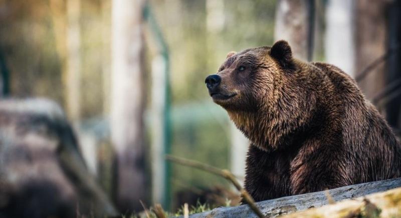 Hargita megye: kilőtték a Parajdra rendszeresen visszatérő medvét