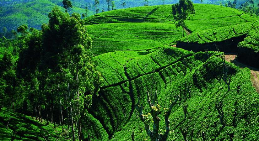 A tea mellé a Jetwing Travel hív Srí Lankára