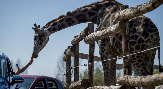 Nagykőrösön megnyitott a Richter Safari Park