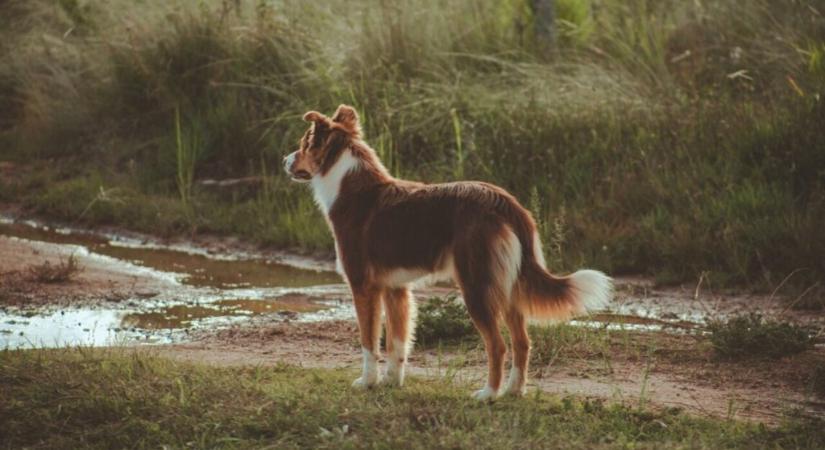 Jó szimat: Kutya segített az elveszett jegygyűrű megtalálásában