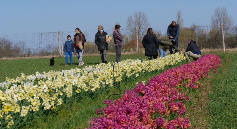 Mórahalom: Megnyílt a tulipános kert