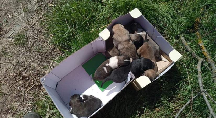 Hét, út szélén hagyott kiskutyát találtak a közútkezelők Fonyód közelében