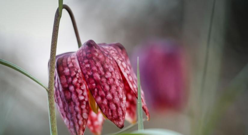 Még megcsodálhatjuk a kockásliliom virágát - A csákánydoroszlói lelőhelyen jártunk - fotók