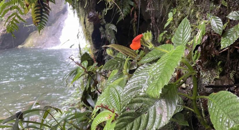 Kihaltnak hitt virág számos egyedére bukkantak Ecuadorban