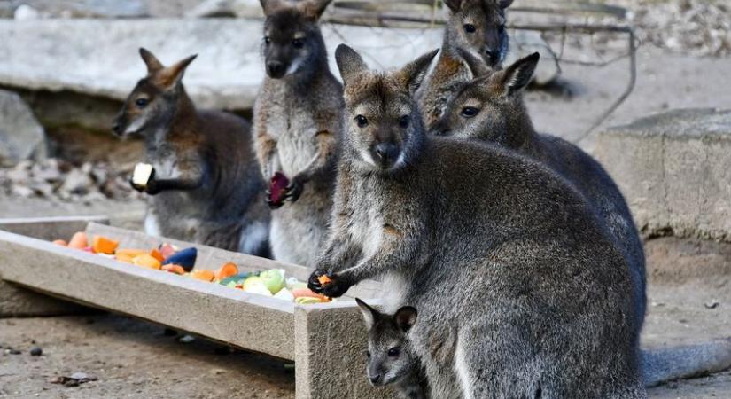 Négy kicsi kenguru, négy erszényben