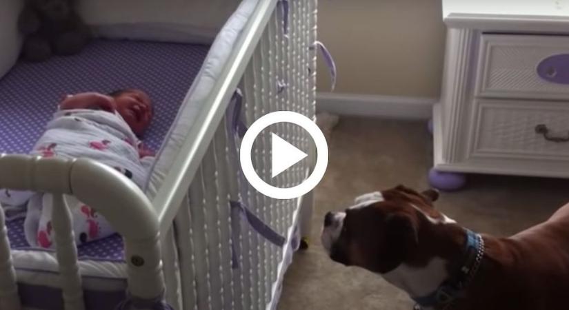 A baba első napja otthon, de a család kutyája rögtön védelmezni kezdte