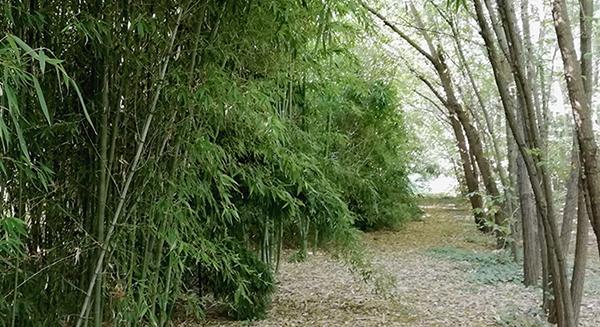 Bambusz, mint zöldség