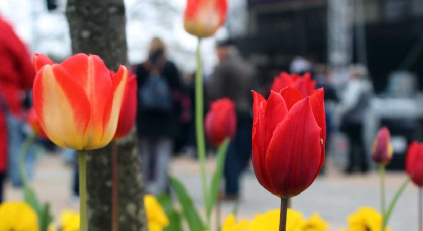 A celldömölki tulipánoknak fesztivált is rendeztek