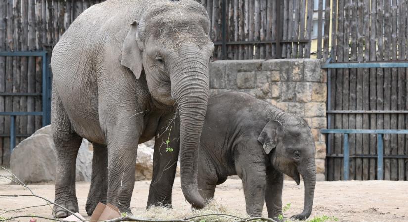 Napi cuki: Felköszöntötték Samut, az egyéves kiselefántot a fővárosi állatkertben