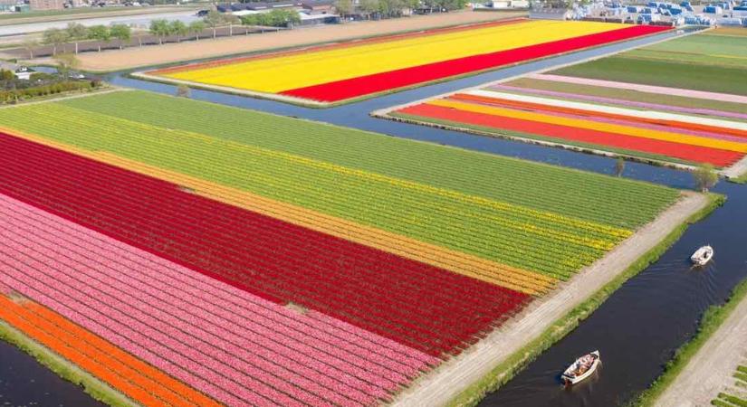 Elképesztő fotók készülnek a hollandiai tulipánmezőkről