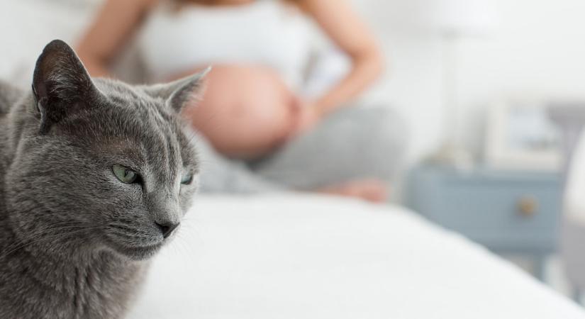 Életveszélyesek lehetnek a macskák a terhes nőkre? A védőnő válaszol