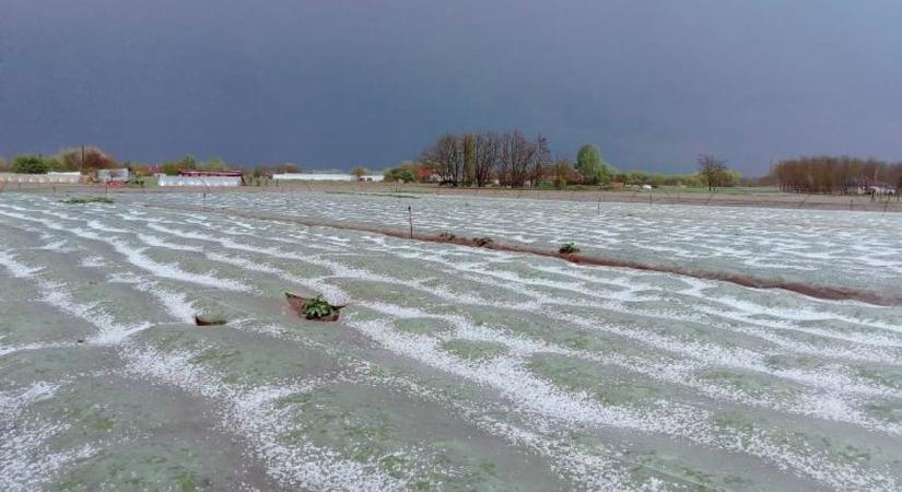 Áll a domaszéki fátyolfóliákon a jég – Fotó