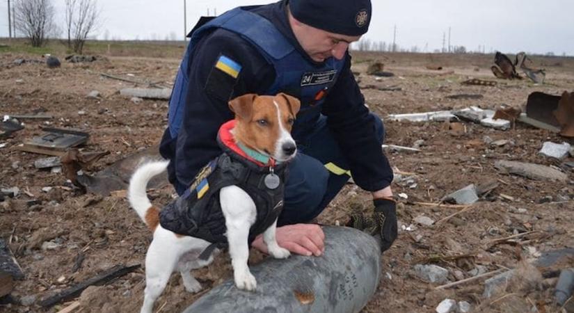 Ukrajna új hőse Patron, a bombakereső kutyus