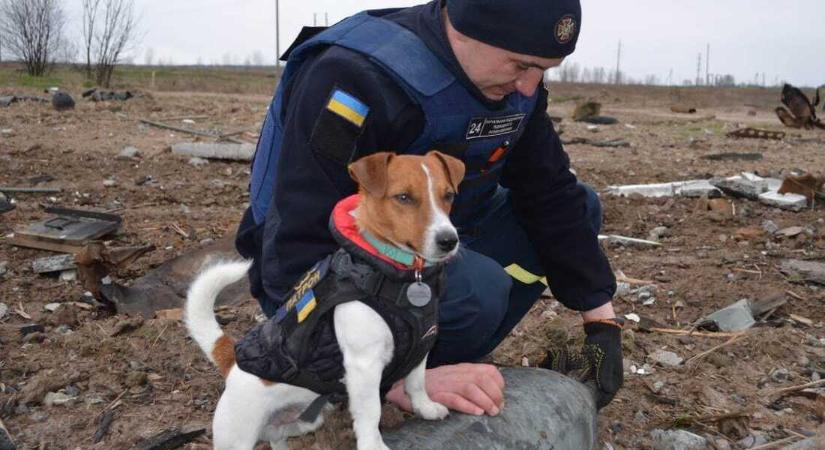 A Patron névre hallgató Jack Russell terrier eddig 150 robbanószerkezetet szimatolt ki Ukrajnában