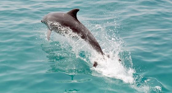 Harci delfineket telepítettek az oroszok a Krímhez, hogy megvédjék a hadihajókat
