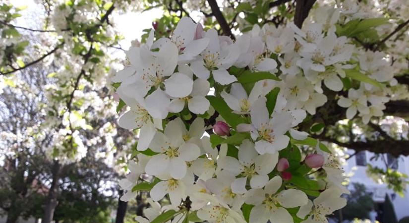 Kinyíltak az almafák virágai a söjtöri Deák Ferenc emlékház parkjában