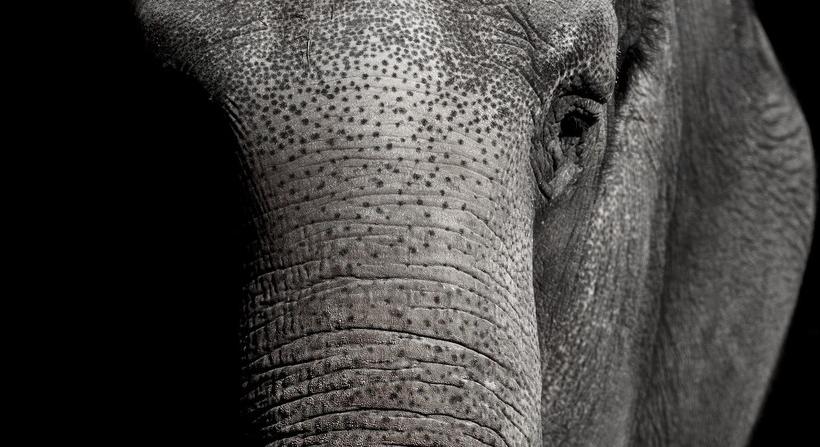 Elkóborolt egy elefánt Losoncon, a rendőrök keresik az állatot