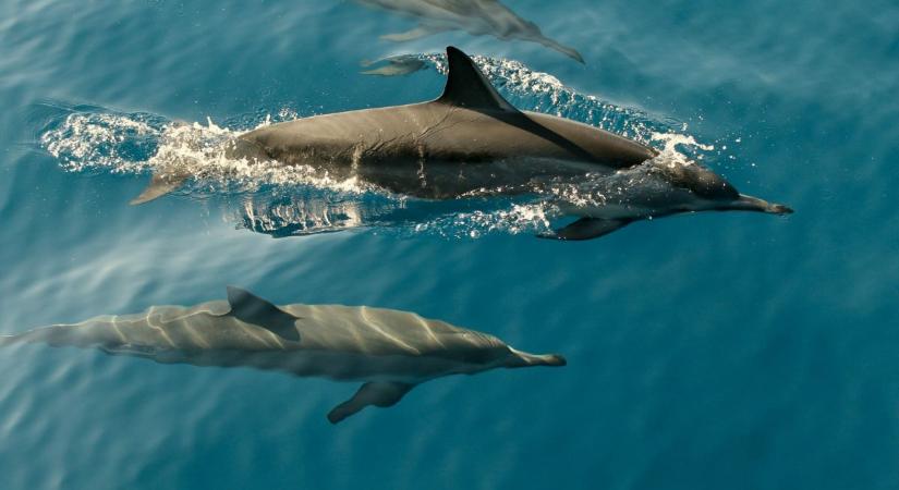 Oroszország tényleg delfinekkel védi a hadihajóit?