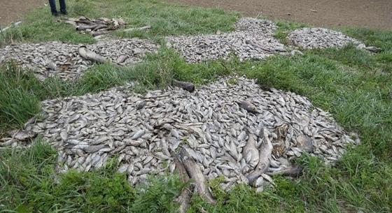 Több mázsa haltetemre bukkantak egy szántóföld mellett Hajdú-Bihar megyében