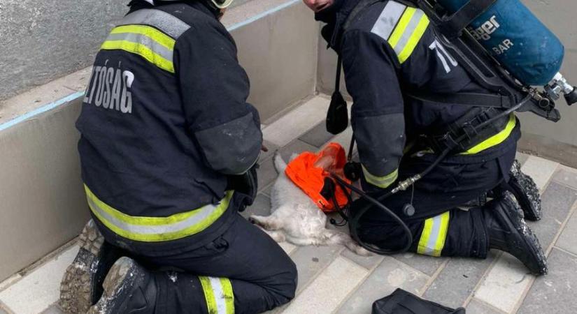 Tűzoltók lélegeztettek egy mogyoródi háztűzben megsérült macskát
